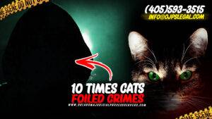 Caught On Camera: 10 Times Cats Foiled Crimes | Keefe Private Investigations